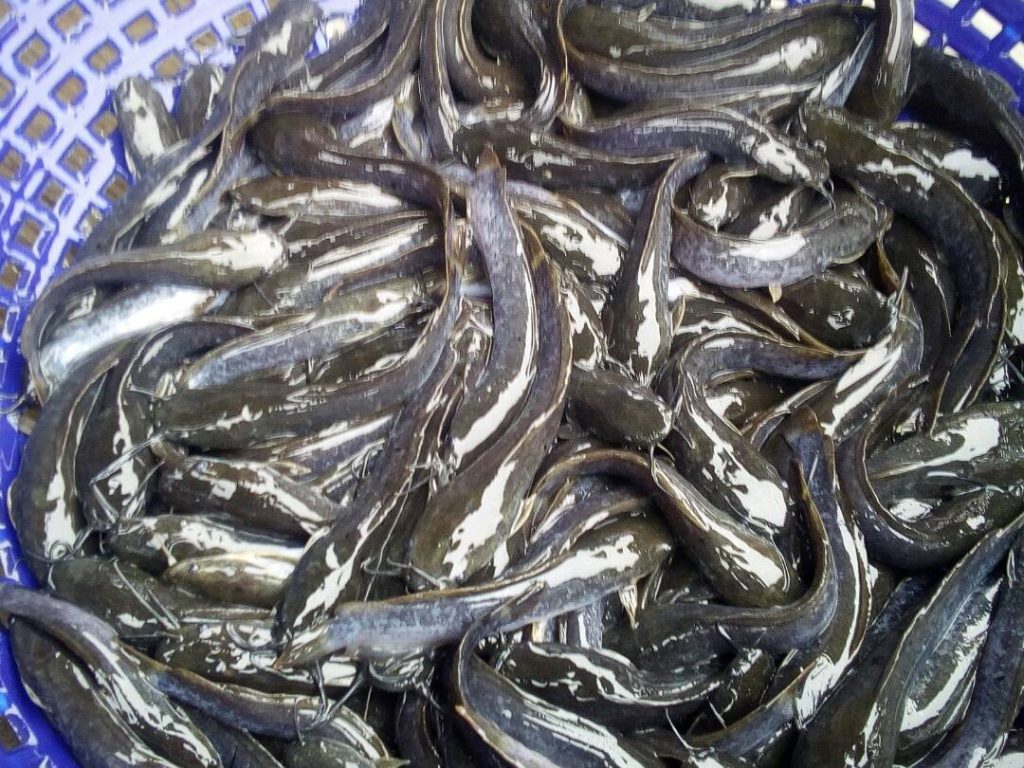 Heteroclarias Hybrid Juveniles 1024x768