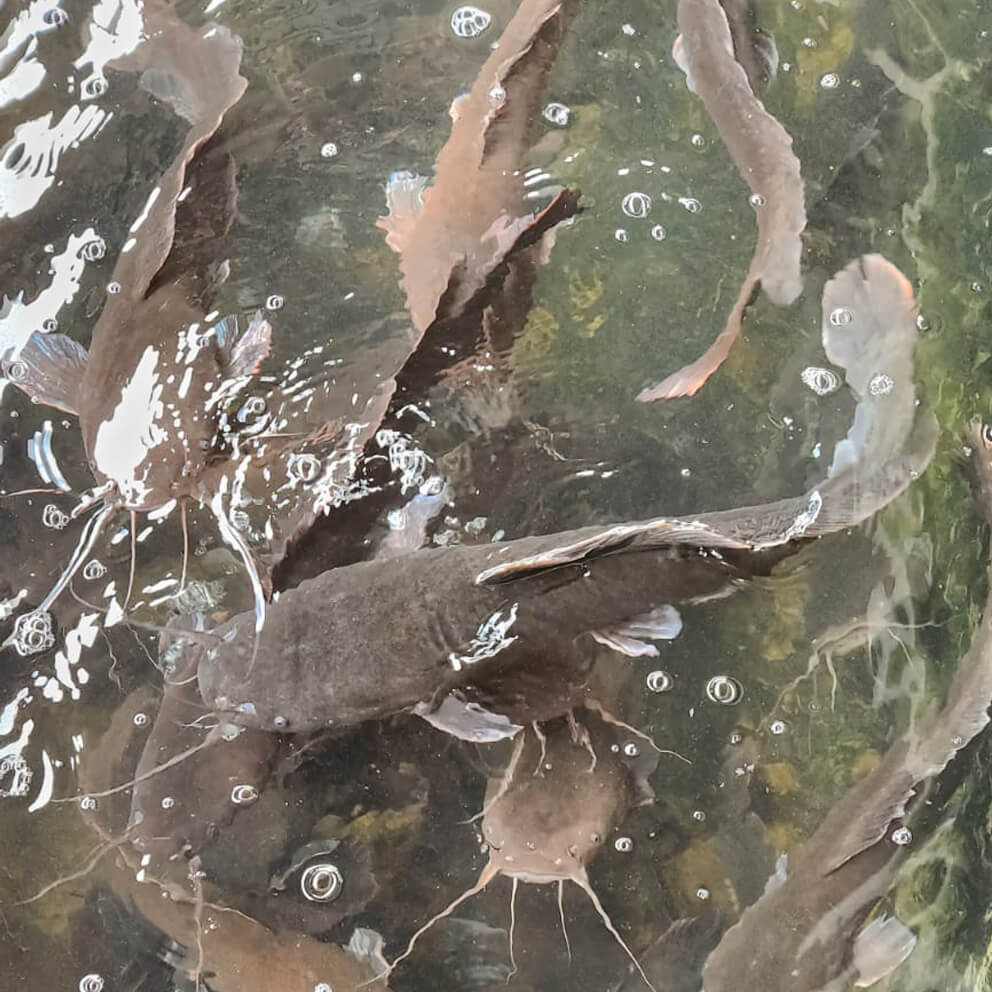 Organic Farmed Catfish Nigeria 3